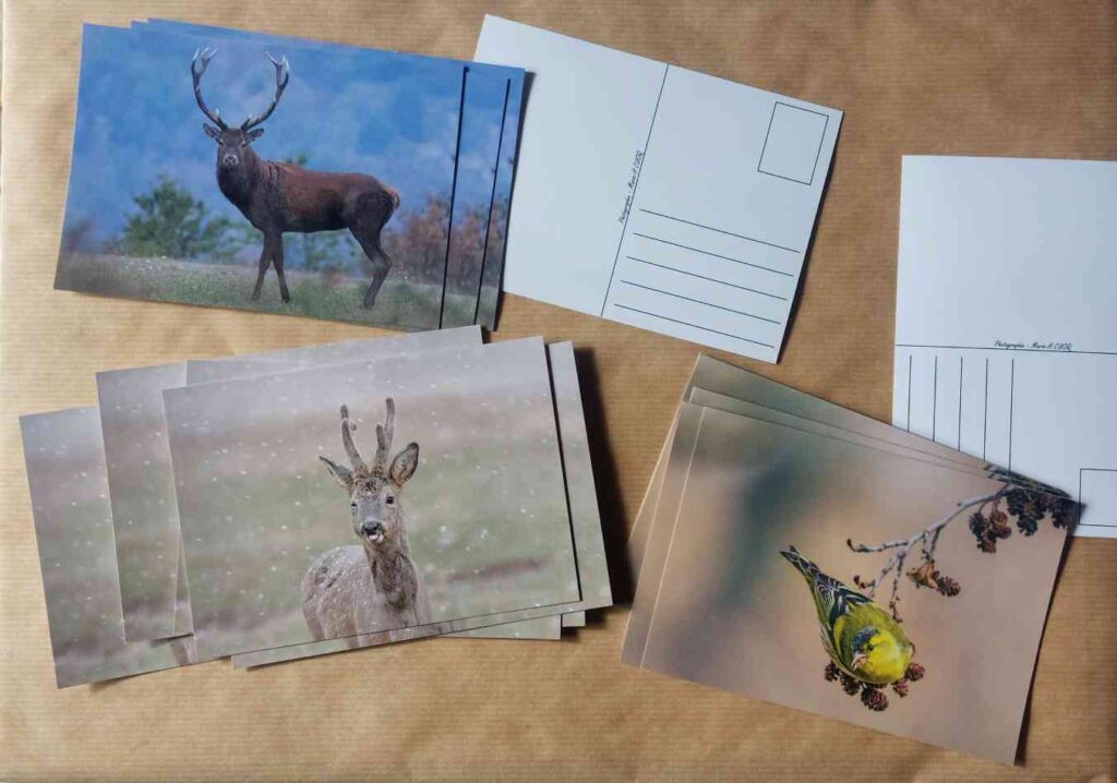 Photo de trois cartes postales par Skorly