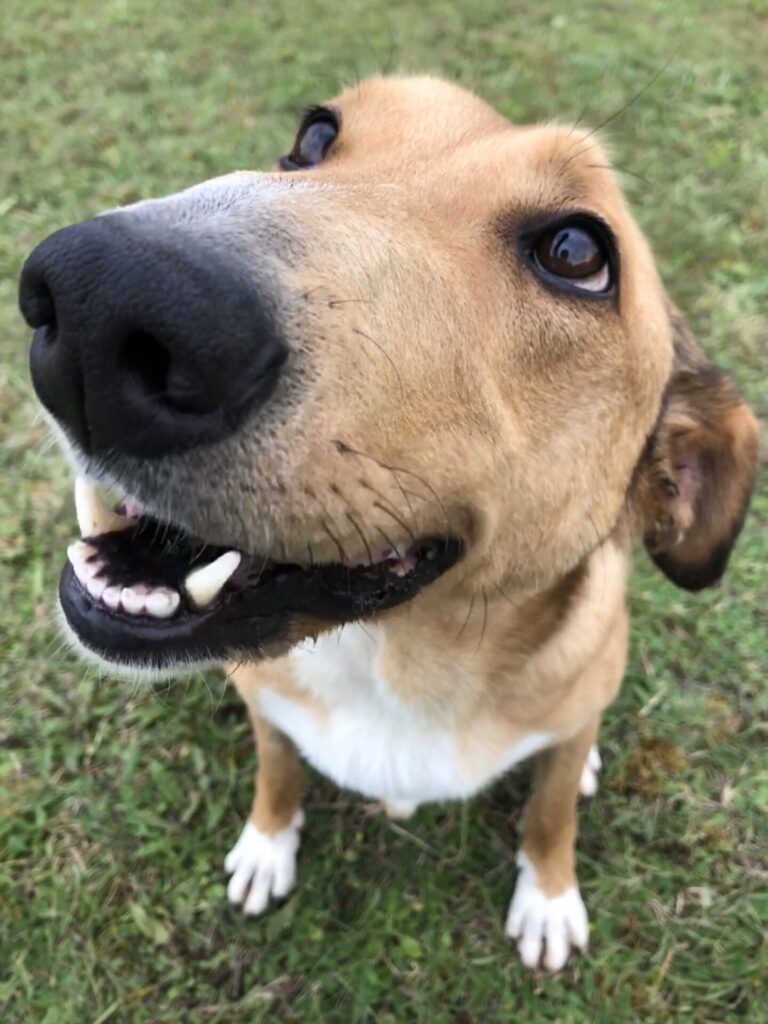 Photo du sourire de Rex, chien désormais adopté