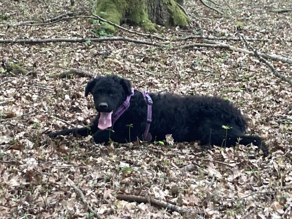photo de Rambo en foret, un chien désormais adopté